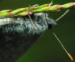 Polyommatus icarus · dirvinis melsvys