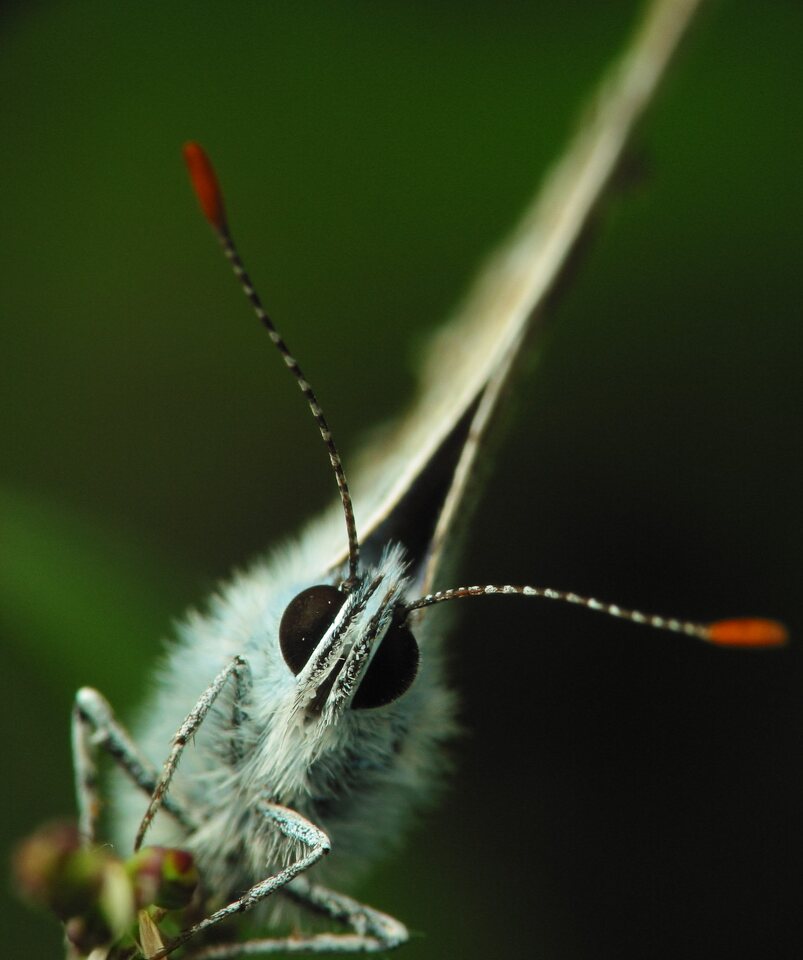 Polyommatus-icarus-2484.jpg