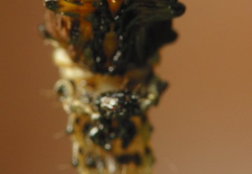 Chrysomela vigintipunctata pupa · taškuotasis gluosninukas, lėliukė