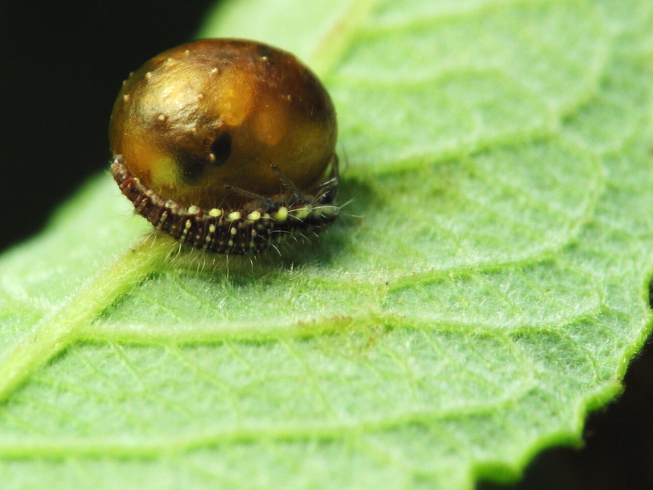 Chrysopidae-larva-2571.jpg