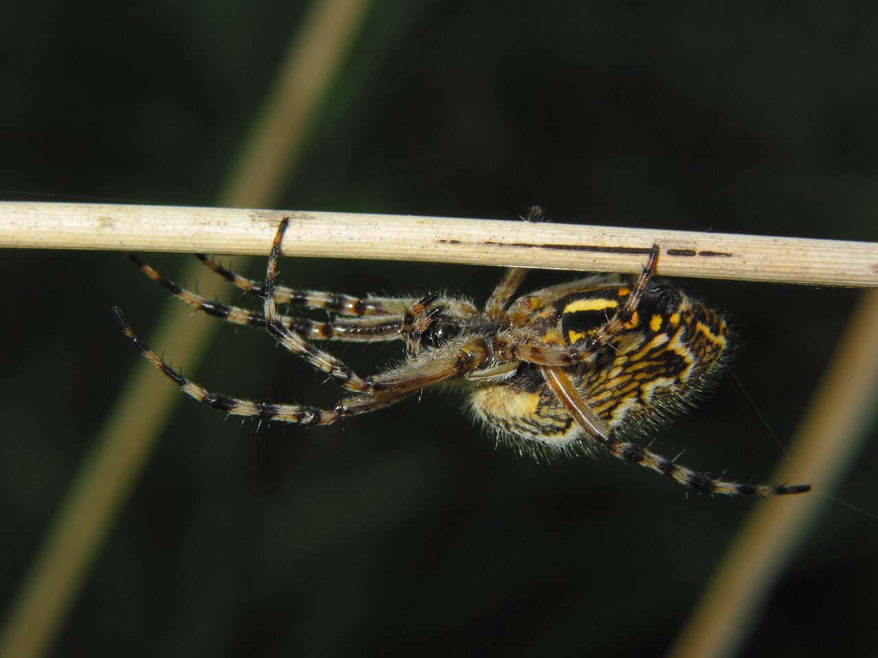 Araneidae-Aculepeira-ceropegia-2589.jpg