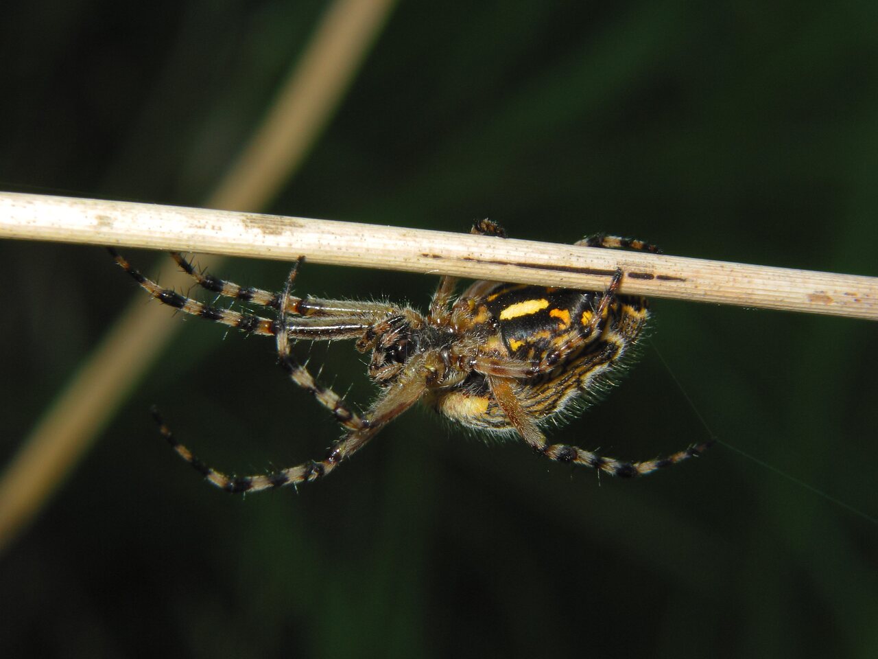 Araneidae-Aculepeira-ceropegia-female-2590.jpg