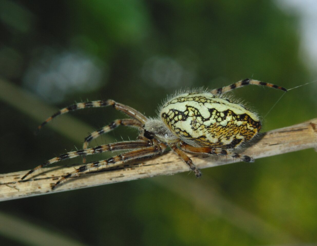 Araneidae-Aculepeira-ceropegia-female-2598.jpg