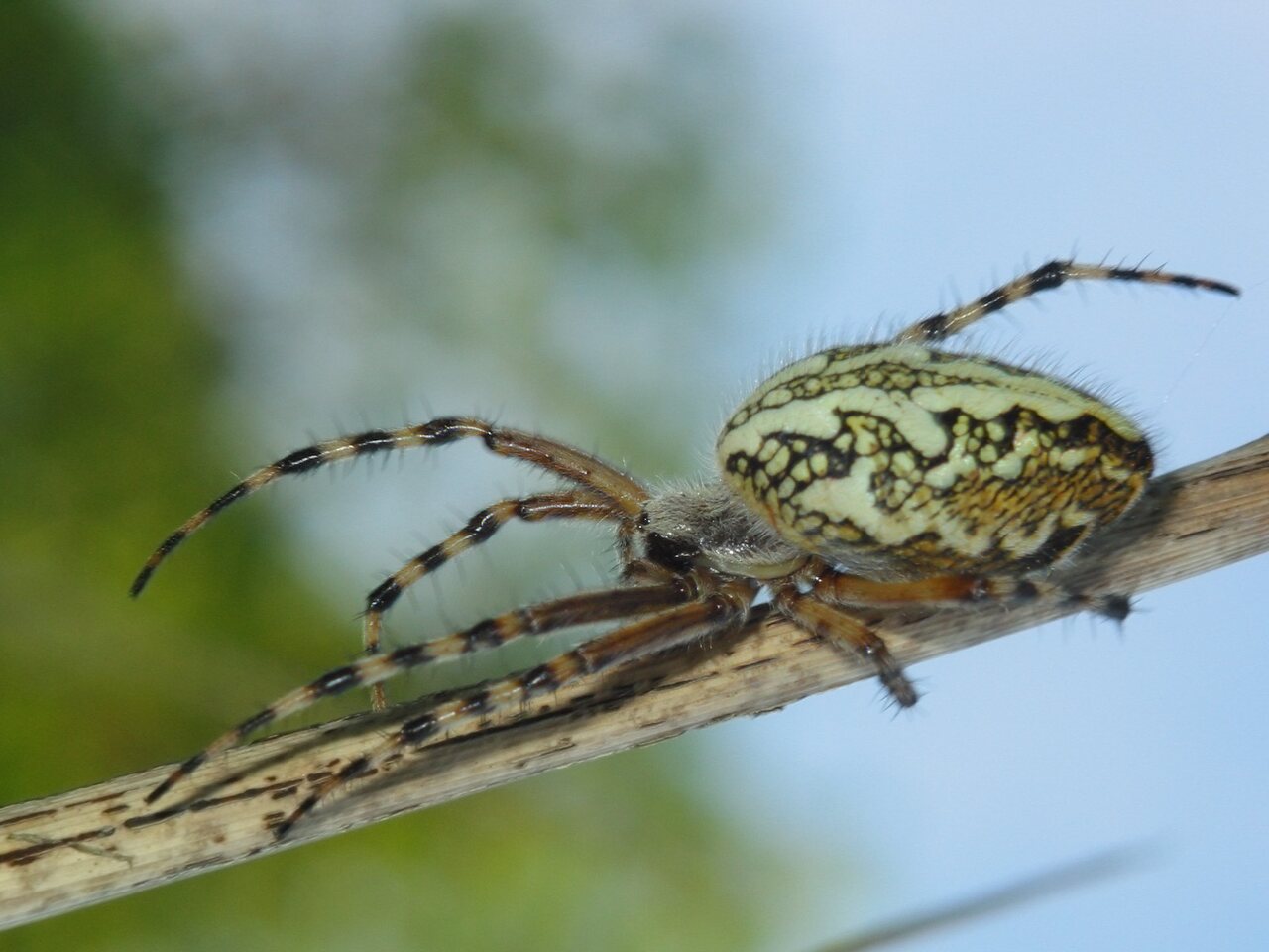 Araneidae-Aculepeira-ceropegia-female-2599.jpg