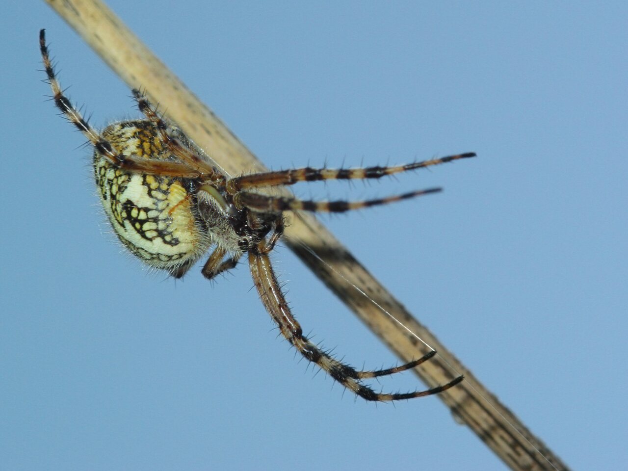 Araneidae-Aculepeira-ceropegia-female-2600.jpg