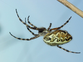 Aculepeira ceropegia, female · ąžuolalapis verpstūnas ♀