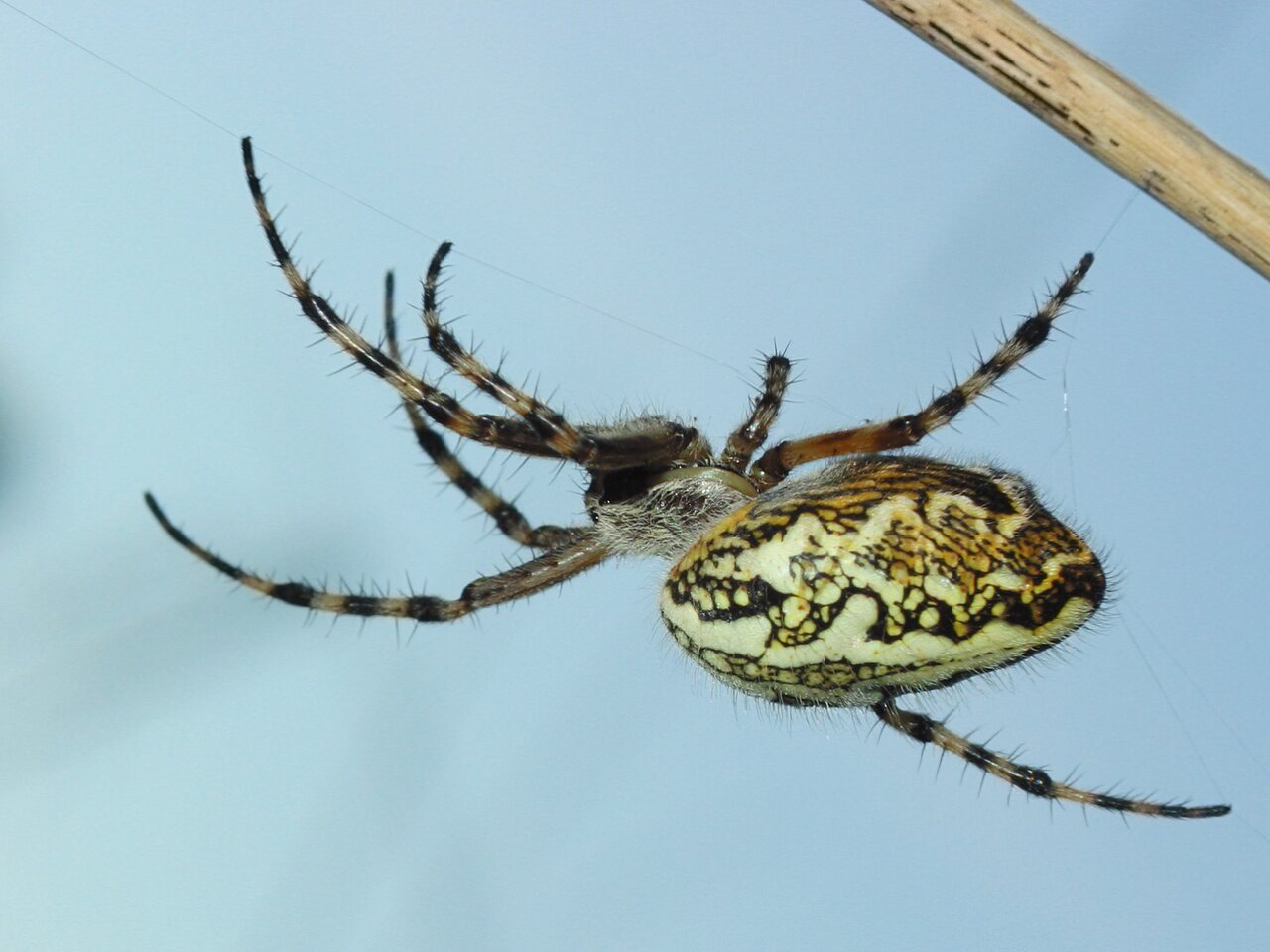 Araneidae-Aculepeira-ceropegia-female-2603.jpg