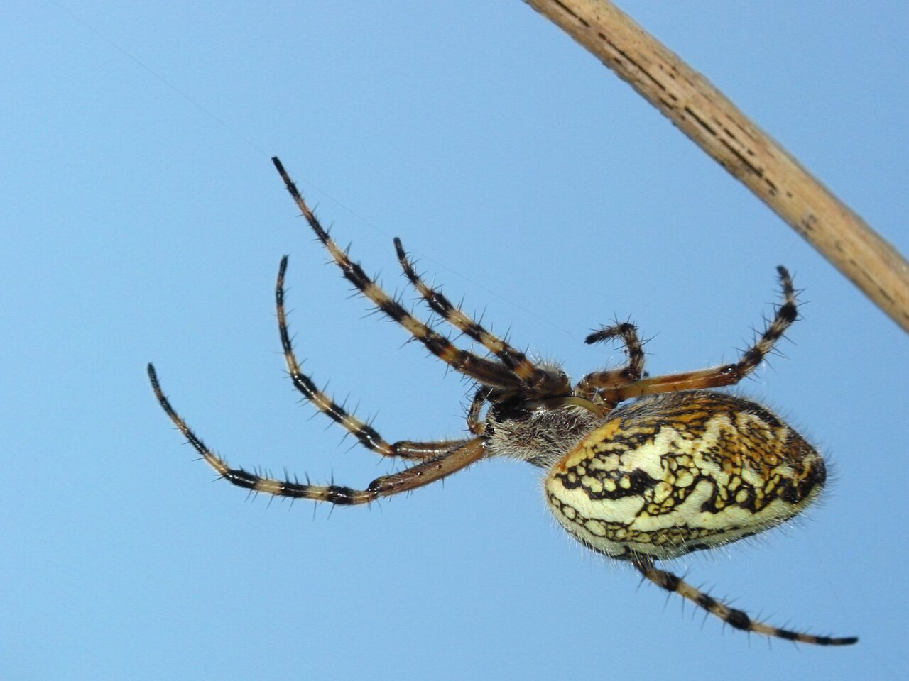 Araneidae-Aculepeira-ceropegia-female-2604.jpg