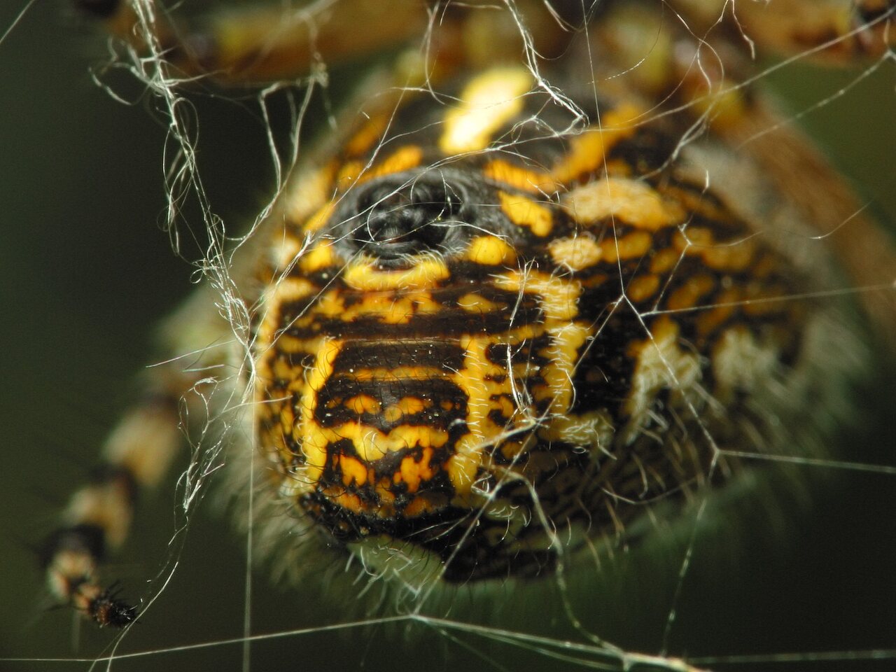 Araneidae-Aculepeira-ceropegia-female-2611.jpg