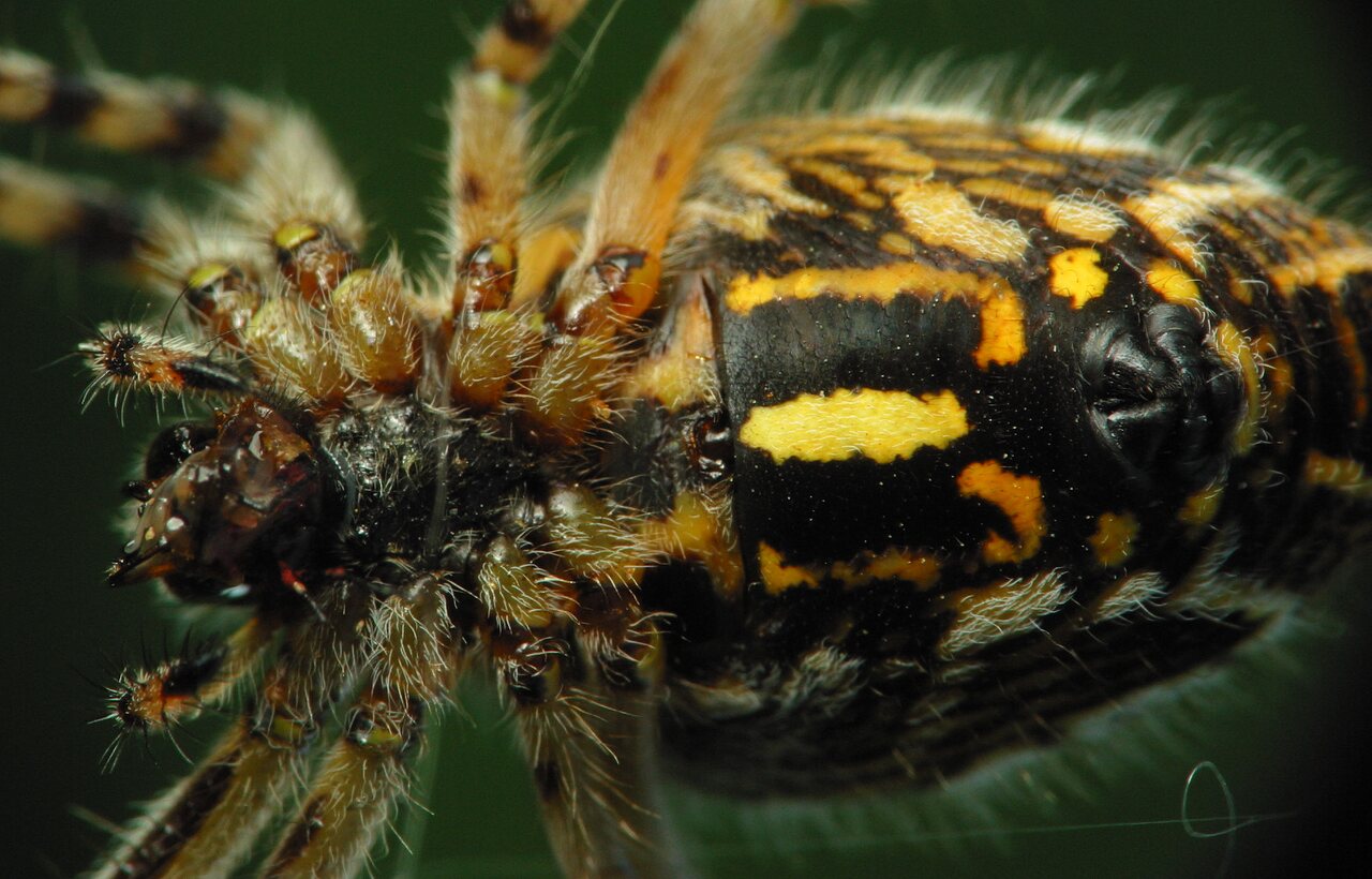 Araneidae-Aculepeira-ceropegia-female-2617.jpg