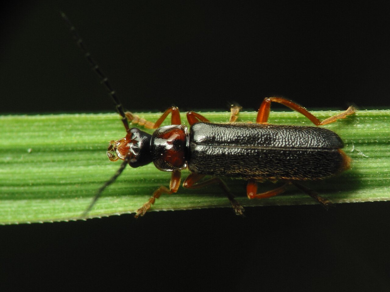 Cantharidae-2627.jpg