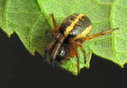 Hypsosinga pygmaea female · mažasis lakavoris ♀