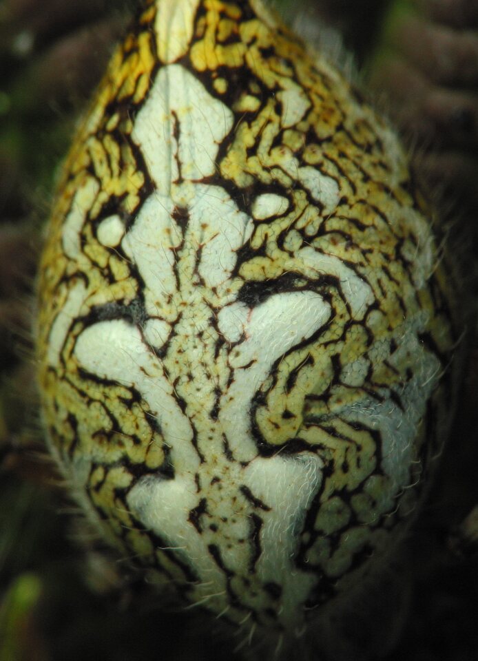Araneidae-Aculepeira-ceropegia-female-2661.jpg