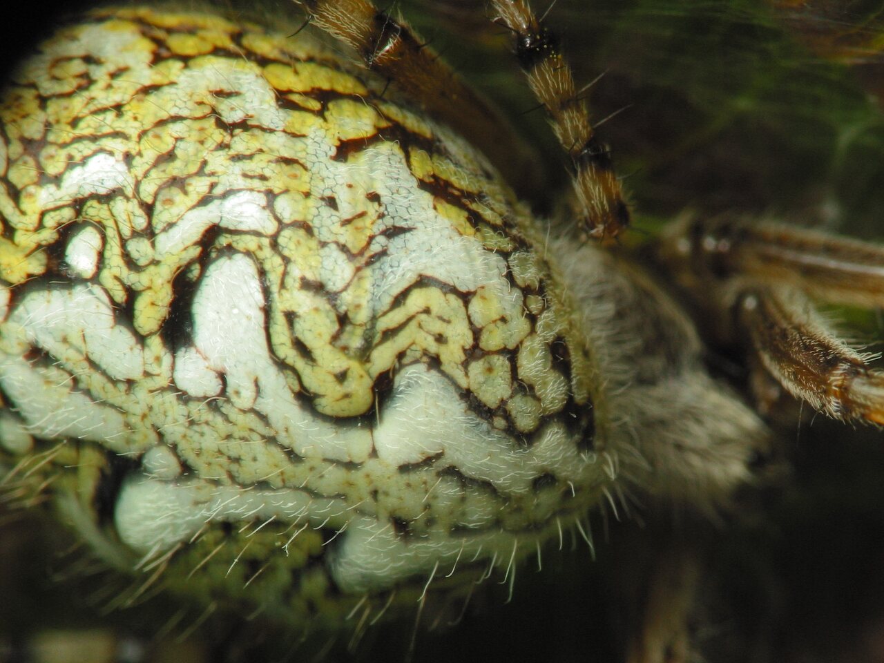 Araneidae-Aculepeira-ceropegia-female-2662.jpg