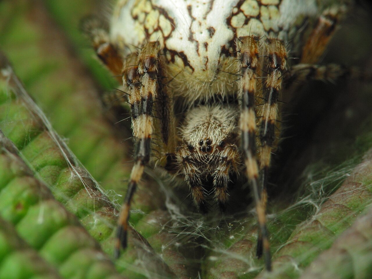 Araneidae-Aculepeira-ceropegia-female-2663.jpg