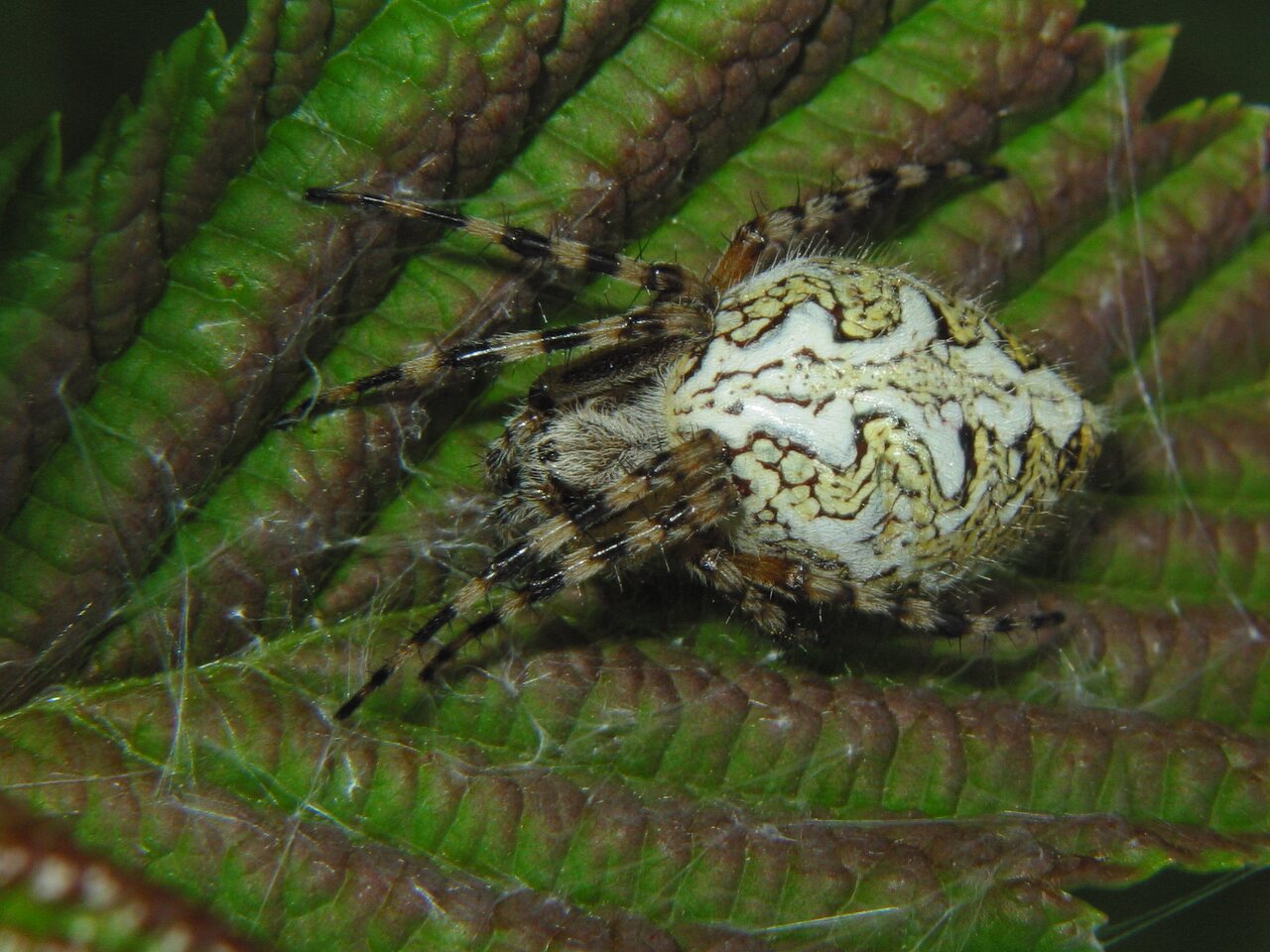 Araneidae-Aculepeira-ceropegia-female-2666.jpg