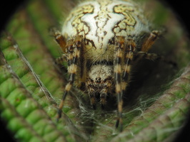 Aculepeira ceropegia female · ąžuolalapis verpstūnas ♀