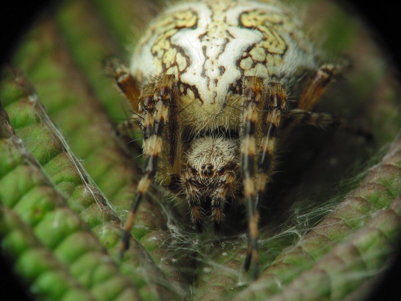 Araneidae-Aculepeira-ceropegia-female-2664.jpg