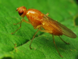 Psilidae · šakniamusė