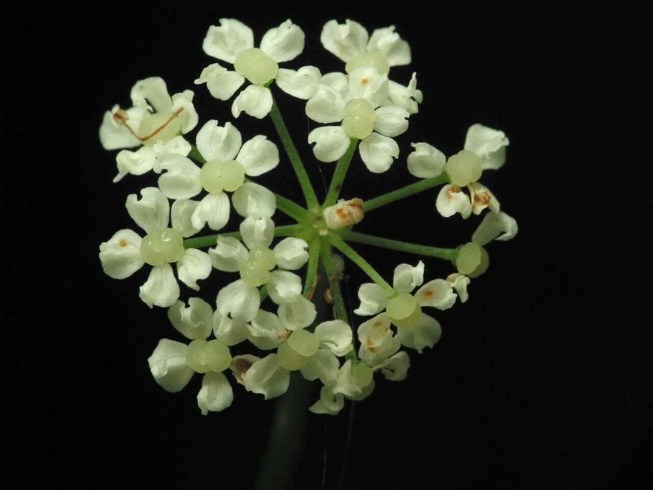 Apiaceae-2899.jpg