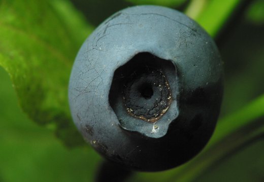 Vaccinium myrtillus berry · mėlynė, uoga