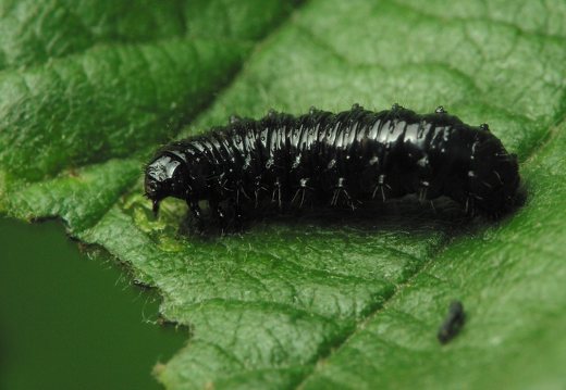 Agelastica alni larva · mėlynasis alksniagraužis, lerva