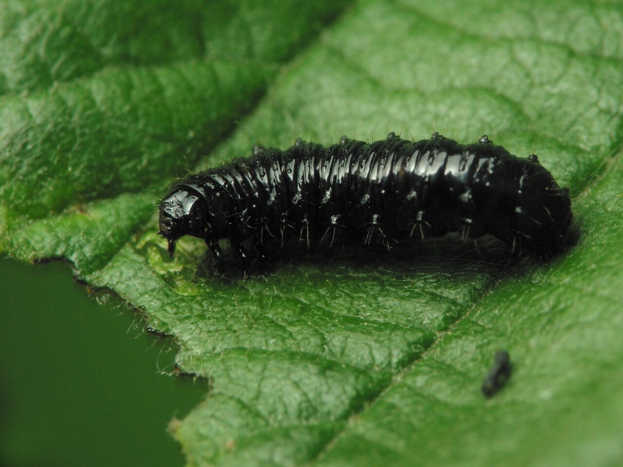 Agelastica alni larva · mėlynasis alksniagraužis, lerva