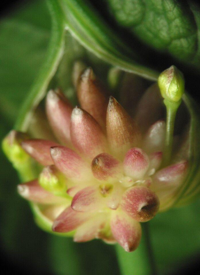 Allium-oleraceum-3057.jpg