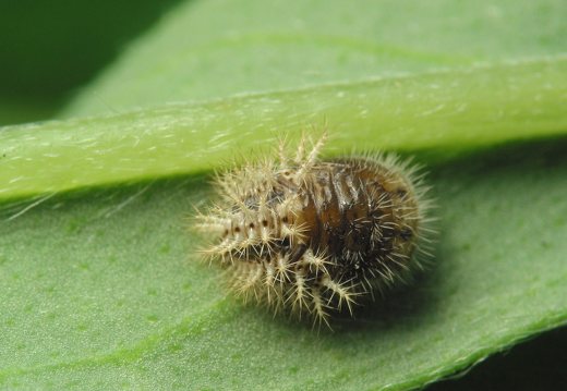 Subcoccinella vigintiquatuorpunctata pupa · dvidešimtketurtaškė boružė, lėliukė