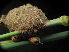 Agroeca sp. egg sac covered with particles of earth