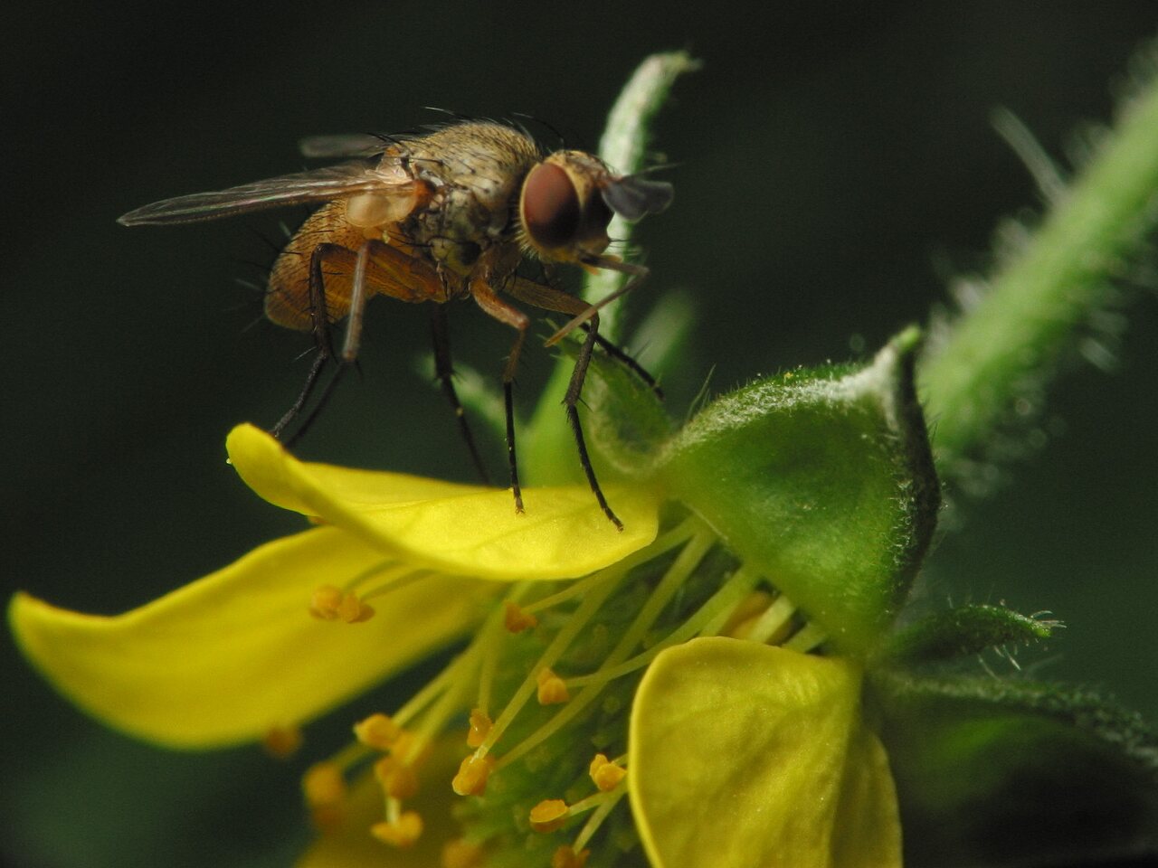 Diptera-3341.jpg