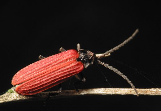 Pyropterus nigroruber · žiedvabalis