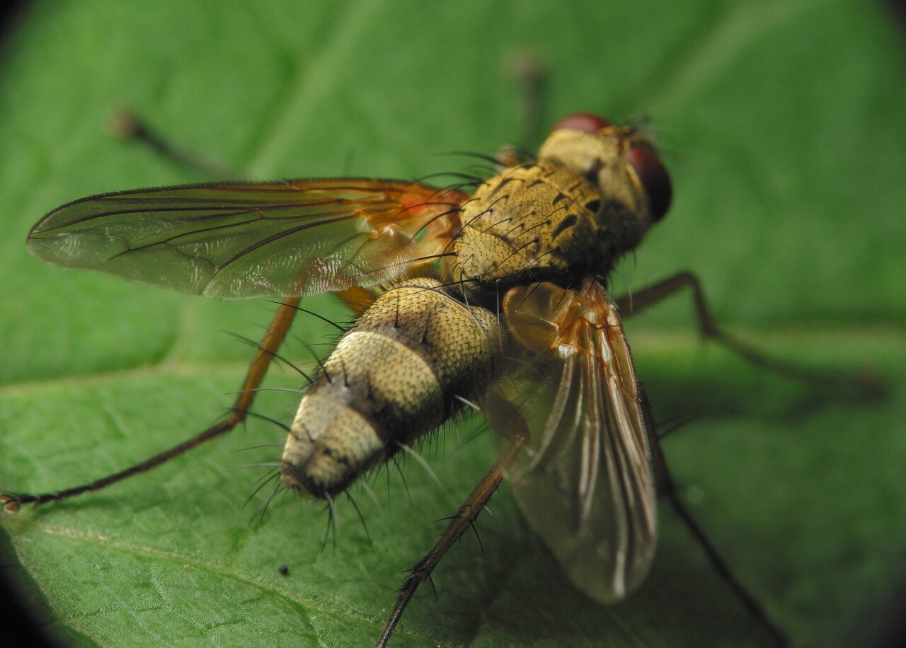 Diptera-3377.jpg