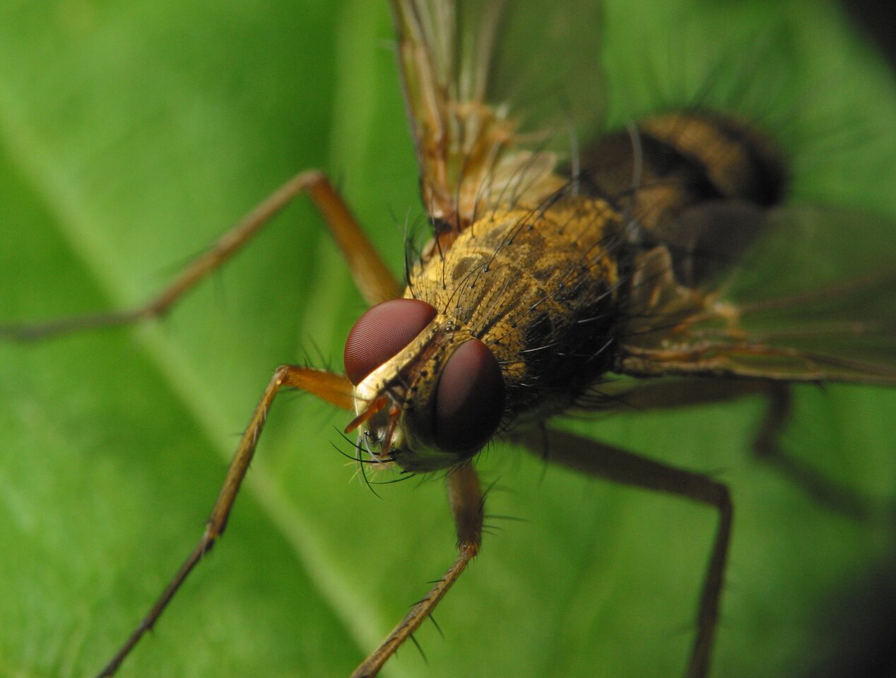 Diptera-3379.jpg