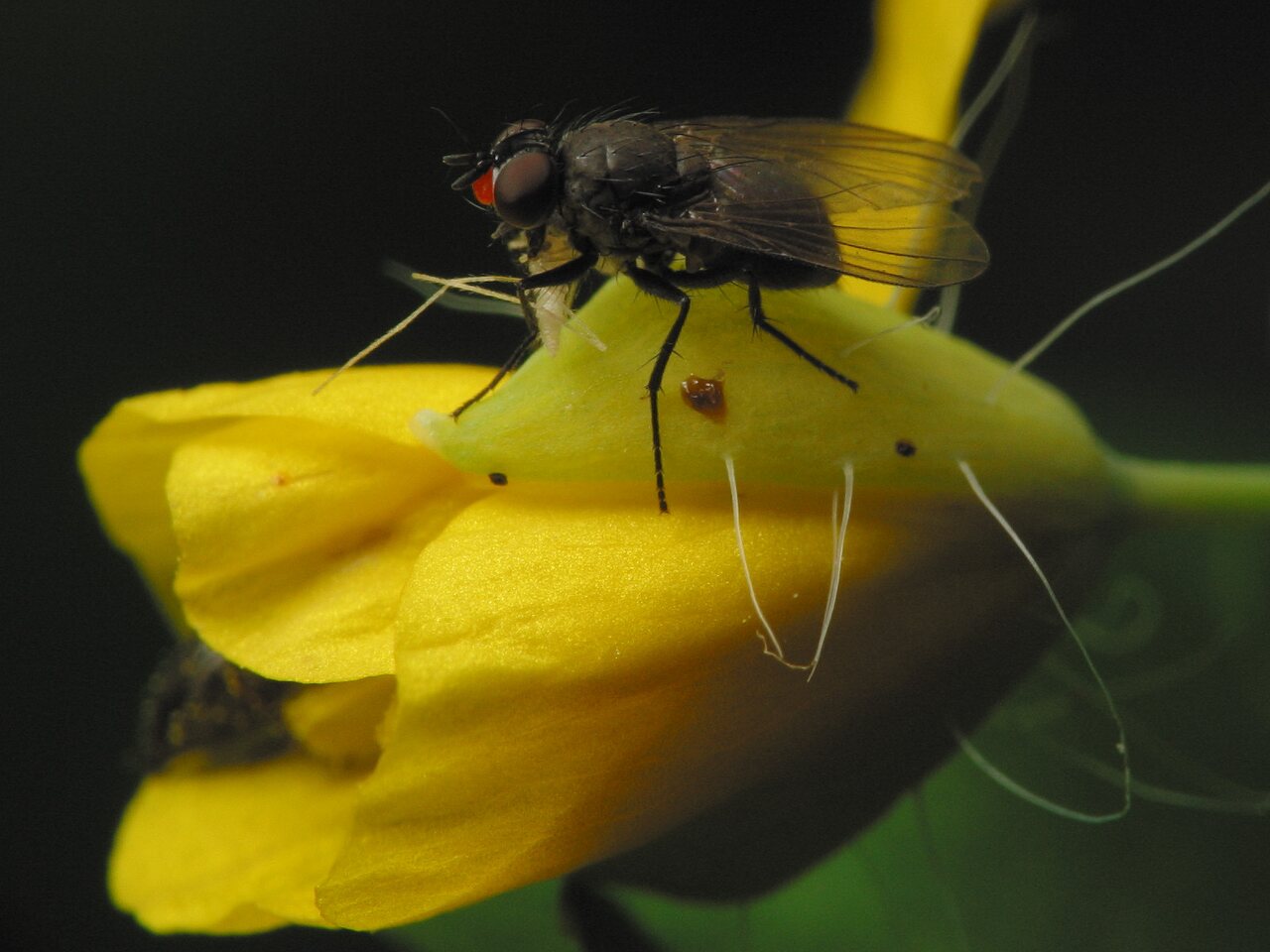 Diptera-3380.jpg