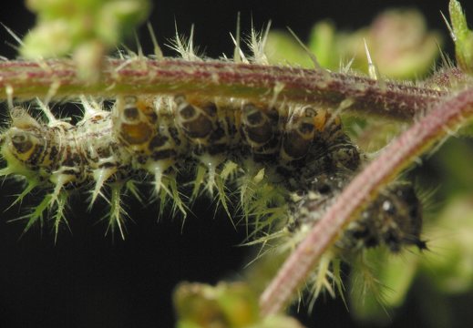 Lepidoptera caterpillar · drugys, vikšras