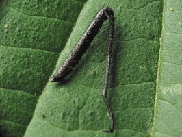 Coleoptera leg