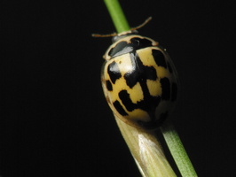 Propylea quatuordecimpunctata · juodasiūlė boružė