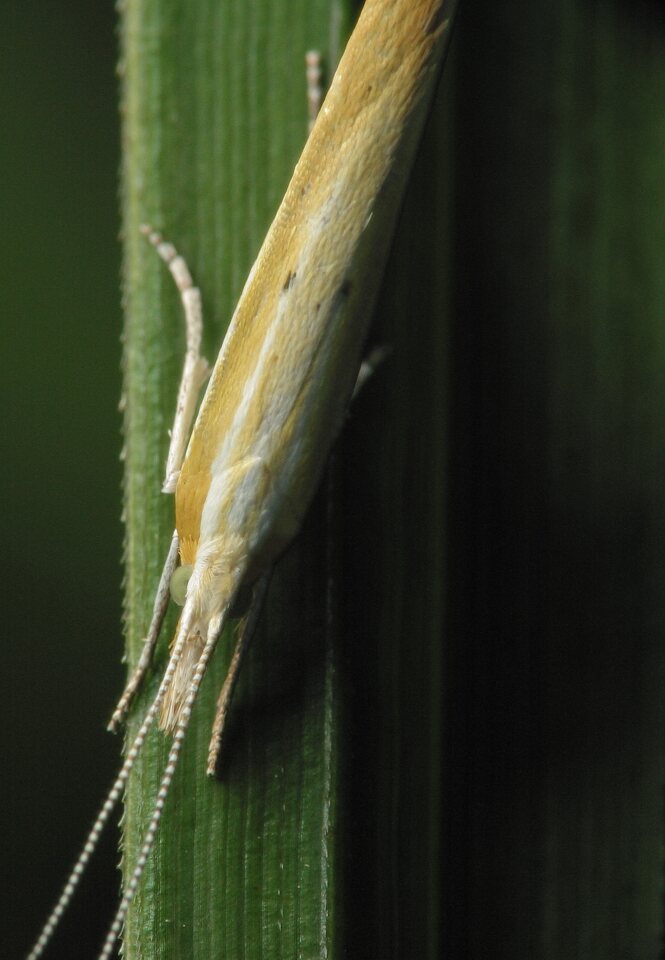 Lepidoptera-3561.jpg