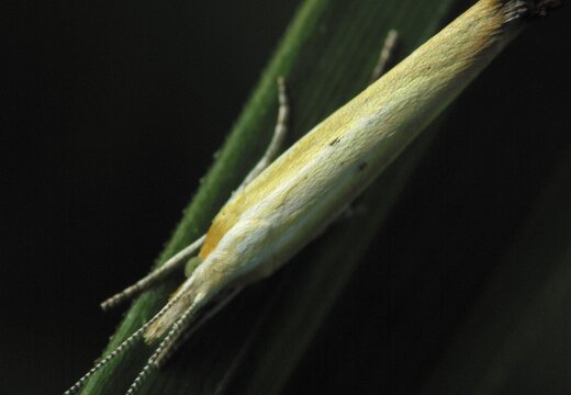 Ypsolopha blandella · gelsvoji šydinė kandis