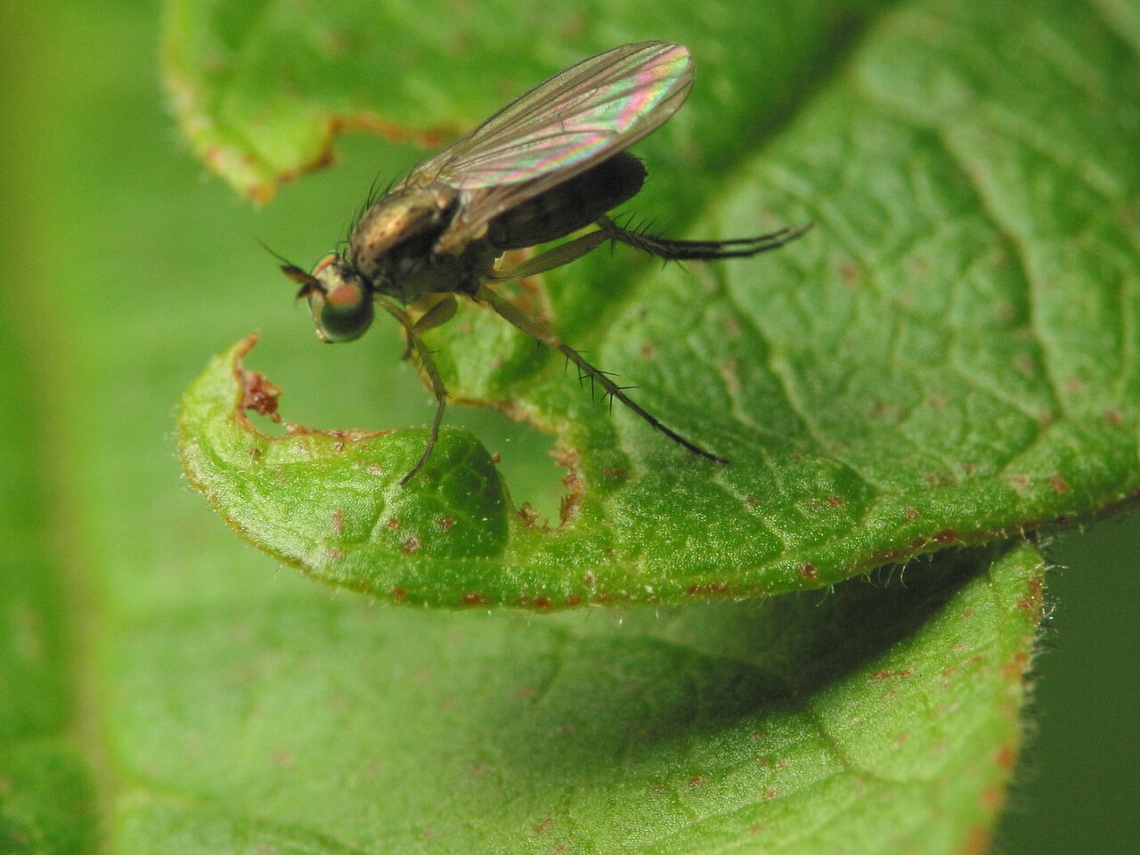 Diptera-3567.jpg