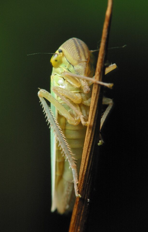 Cicadella-viridis-3568.jpg