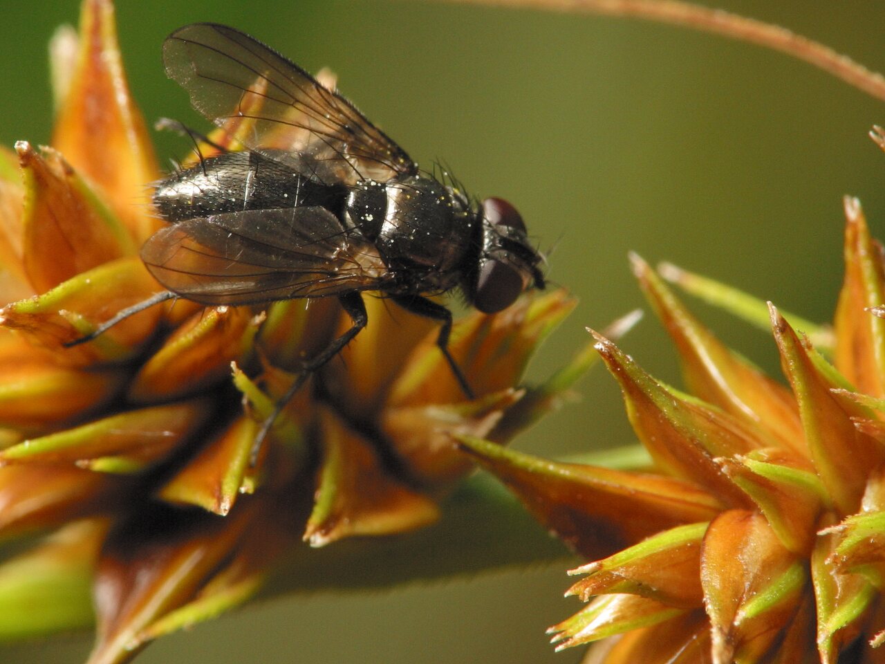Diptera-3574.jpg