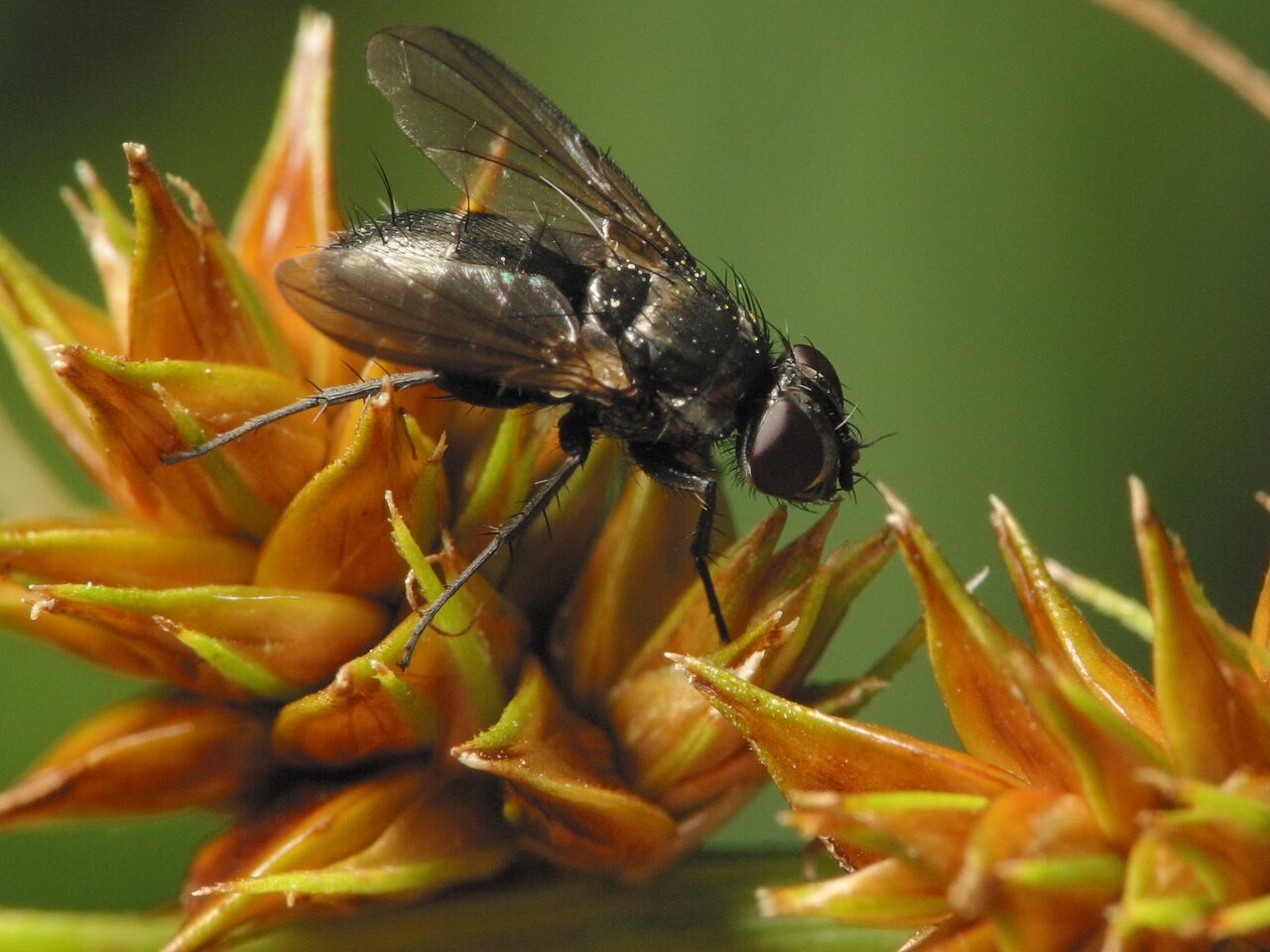 Diptera-3575.jpg