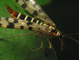 Panorpa communis female · paprastoji skorpionmusė ♀