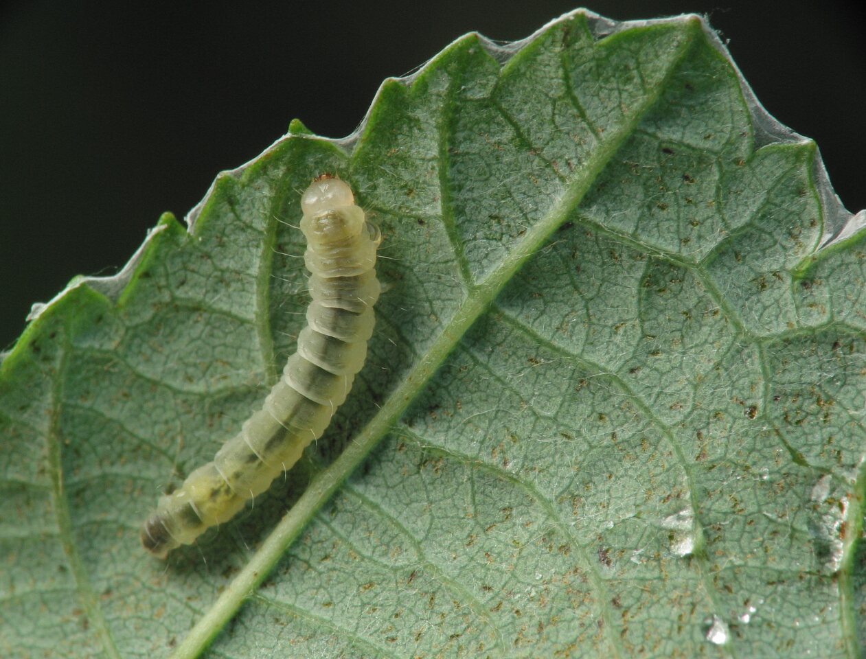 Insecta · larva