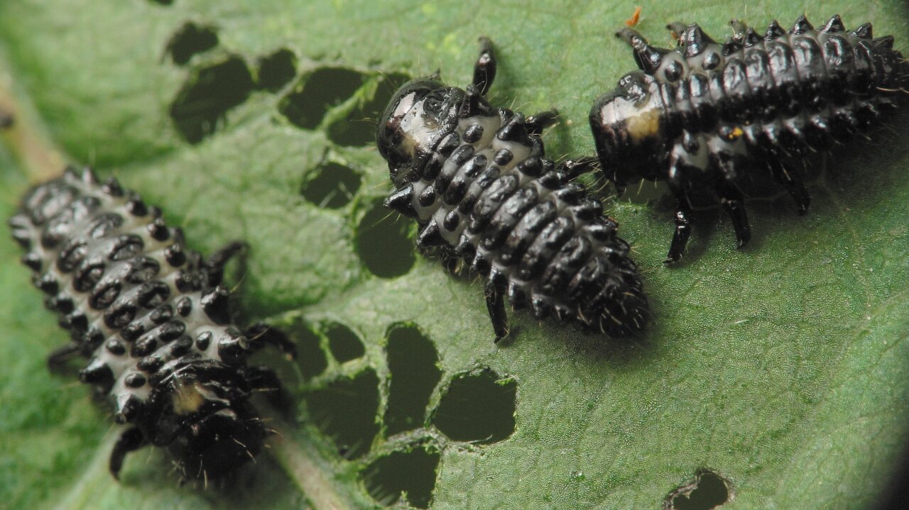 Chrysomelidae-larvae-4109.jpg