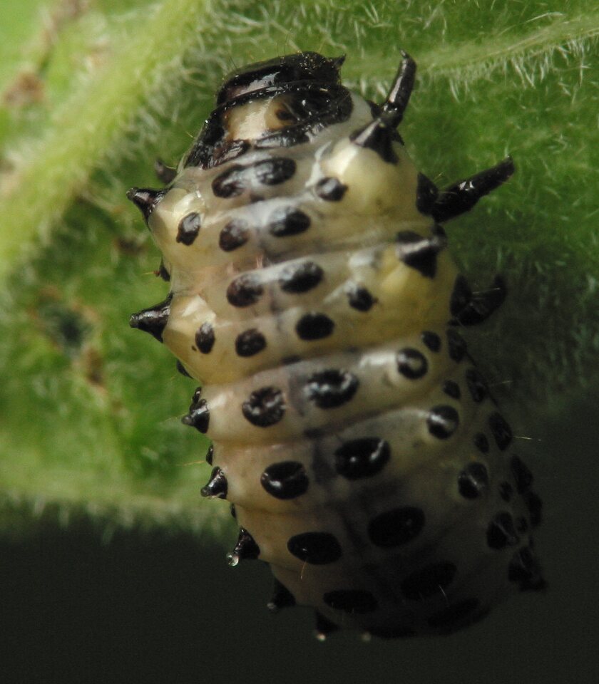 Chrysomelidae-larvae-4115.jpg