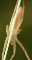 Tibellus oblongus female · ilgapilvis laibavoris ♀