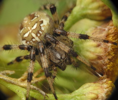 Araneus quadratus female · keturdėmis kryžiuotis ♀